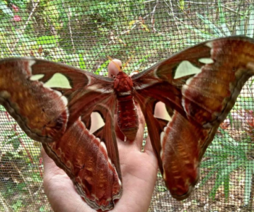 Winged Wonders: The Surreal Beauty of Bali’s Butterfly Park