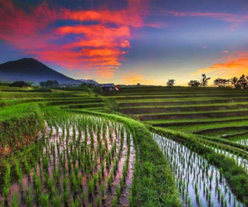 Jatiluwih Rice Terraces: A Memorable Full-Day Tour And Perfect Stop